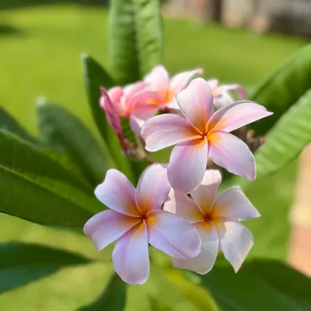 Prázdninový dům Il Giardino Del Mare -200 Mt A Piedi Dalla