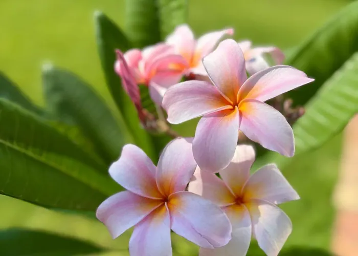 Nyaraló Il Giardino Del Mare 200 Mt A Piedi Dalla